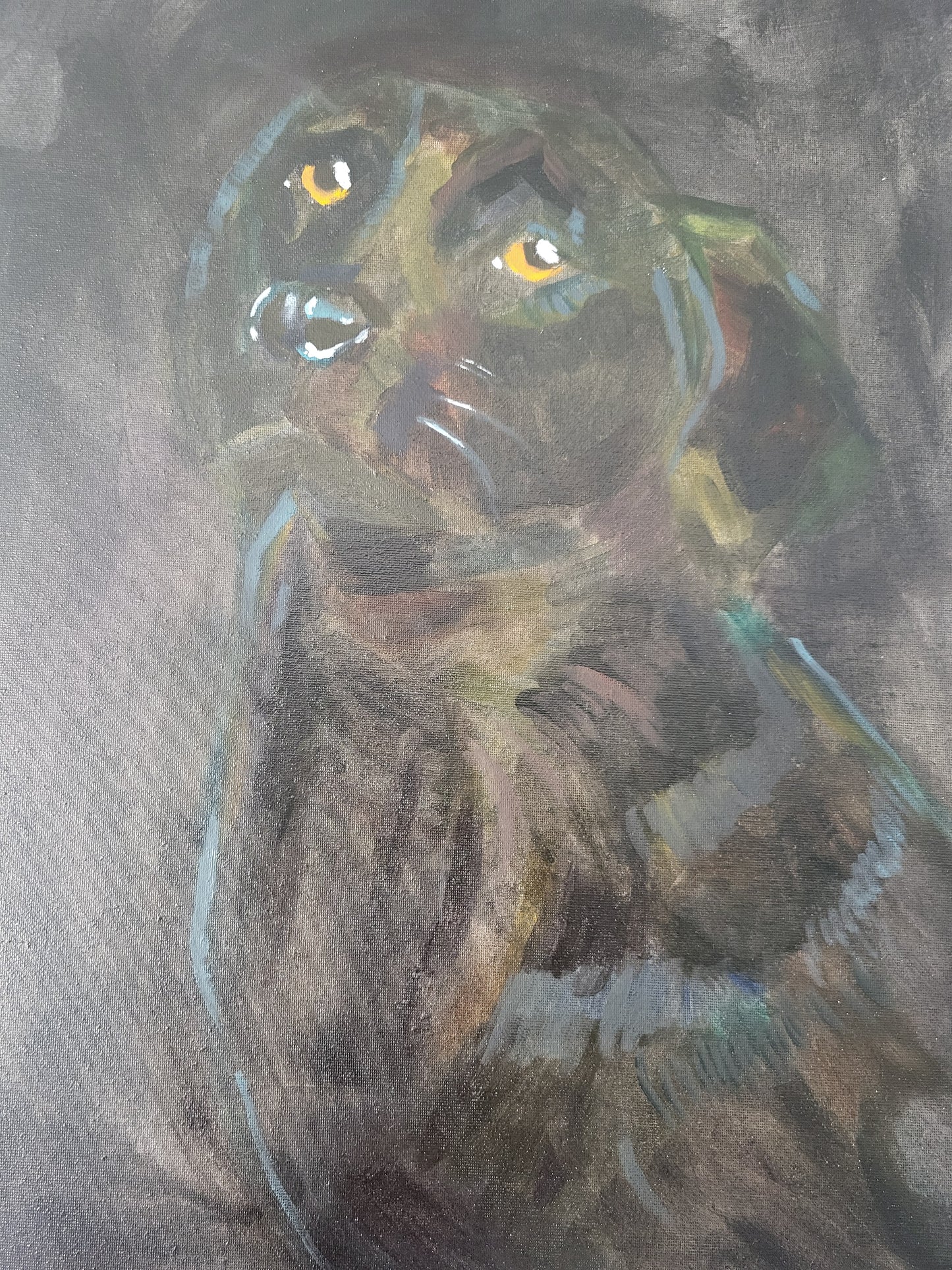 Original Alla Prima - Black Labrador - Oil on 50cm x 60cm Canvas