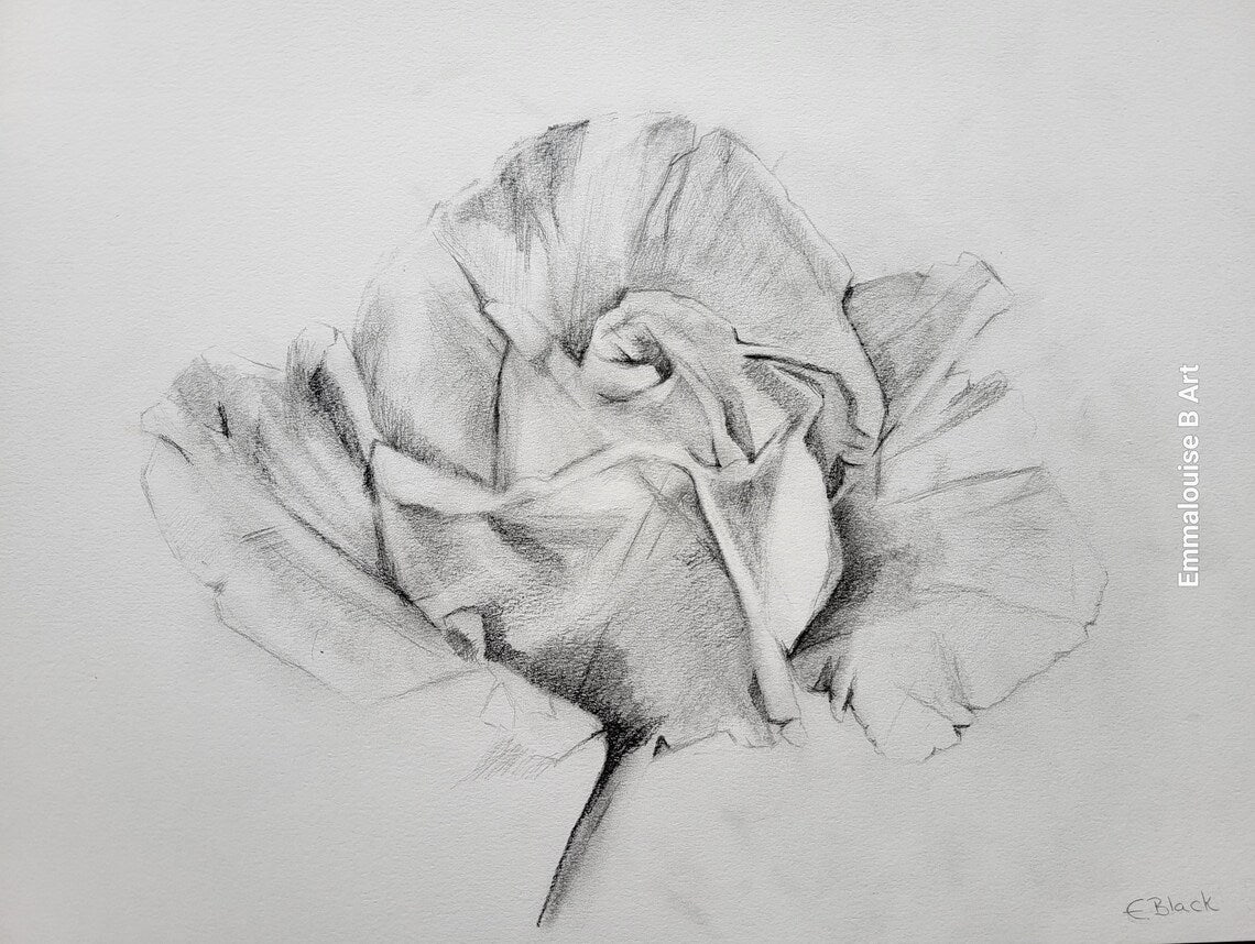 Original Pencil Drawing - The Rose on 49.7cm x 42cm Cartridge Paper
