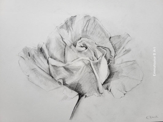 Original Pencil Drawing - The Rose on 49.7cm x 42cm Cartridge Paper