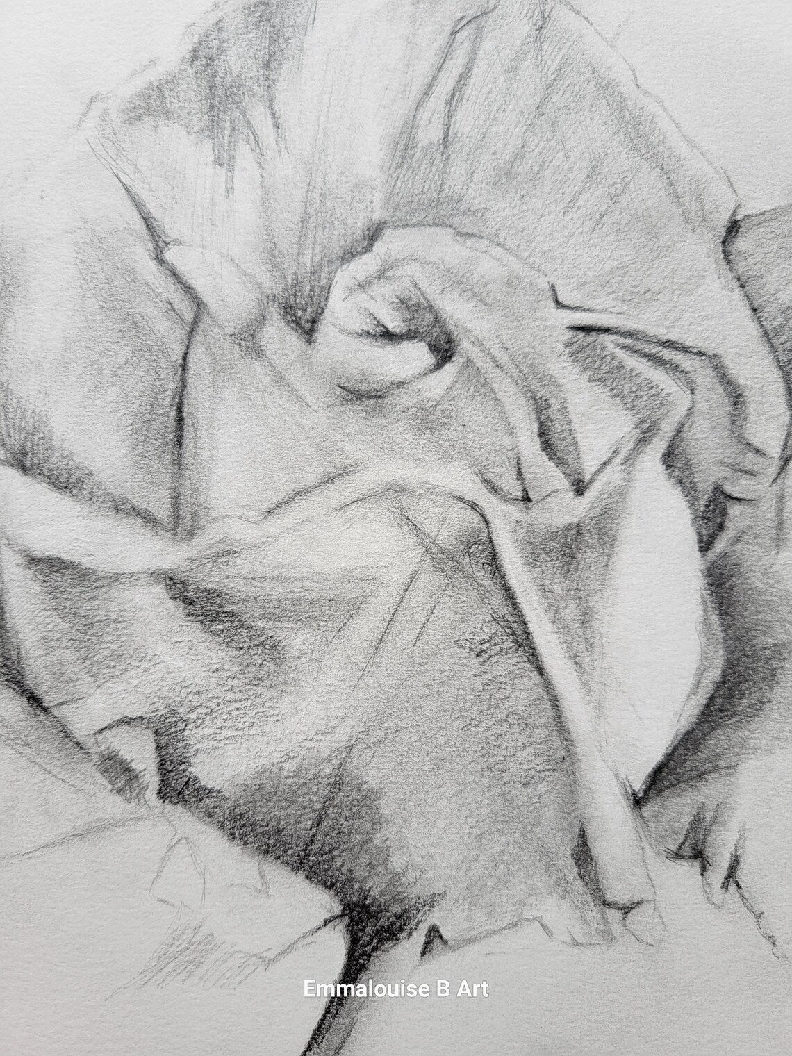 Original Pencil Drawing - The Rose on 49.7cm x 42cm Cartridge Paper